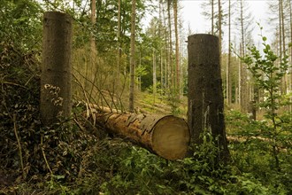 Dead trees in the Hinterhermsdorf area, the bark beetle infestation has continued to increase in