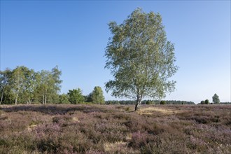 Heathland, flowering common heather (Calluna vulgaris) and birch (Betula), blue sky, Lüneburg