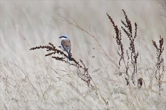 Red-backed Shrike (Lanius collurio), Emsland, Lower Saxony, Germany, Europe