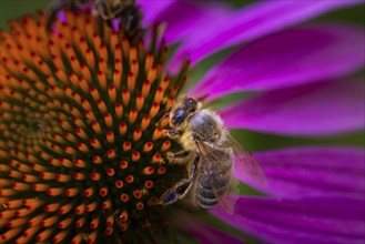 (Echinacea), purple, with honey bee (Apis), Ternitz, Lower Austria, Austria, Europe