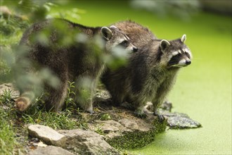 Two raccoon (Procyon lotor) foraging, Germany, Europe