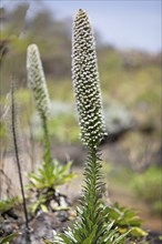 Viper's-bugloss (Echium) in the Botanical Garden Jardin Canario Visitas, Las Palmas, Las Palmas