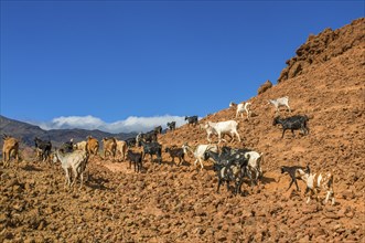 Herd of goats in rocky landscape. San Antao. Cabo Verde. Africa