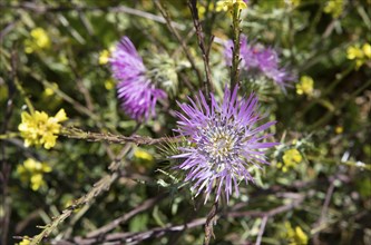 Pink thistle flower (Carduoideae), close-up, Parque Rural del Nublo, Las Palmas Province, Gran