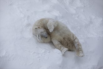 Polar bear (Ursus maritimus) cooling off in the snow (C), Ranua Wildlife Park, Lapland, Finland,