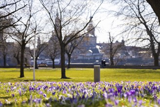 The sunshine attracts many Dresdeners outdoors. Everyone hopes for a relaxation of the Crona