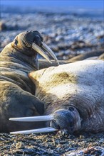 Walruses resting on a beach at the Arctic Ocean, Svalbard, Norway, Europe