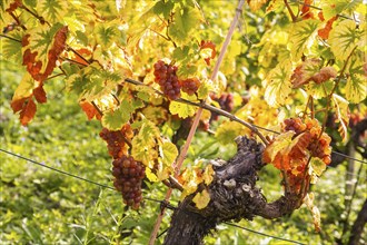 Saxon State Winery Schloss Wackerbarth invites the press to the grape grape harvest in the Goldener