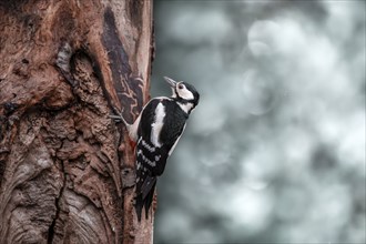 Great spotted woodpecker (Dendrocopos major), hanging from a brown tree trunk on the right side,