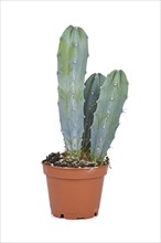 Cactus (Cereus) houseplant in flower pot isolated on white background