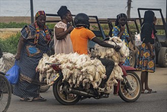 Transport of LIVE CHICKENS to the market in Grand Bassam, ELFENBEINKÜSTE, chickens, motorbike,