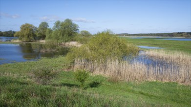 Elbe meadows, floodplain landscape, UNESCO Biosphere Reserve River Landscape ELBE,