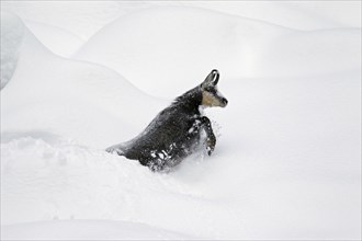 Chamois (Rupicapra rupicapra) foraging in deep powder snow in winter, Gran Paradiso National Park,