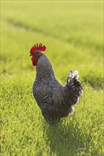 Plymouth Rock chicken, American breed of domestic chickens, free range Barred Rock cock, rooster in