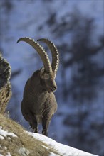 Alpine ibex (Capra ibex) male with large horns foraging on mountain slope in the snow in winter,