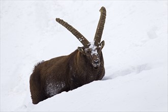 Alpine ibex (Capra ibex) male foraging in deep snow in winter