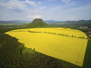 The Lilienstein in a flowering rape field