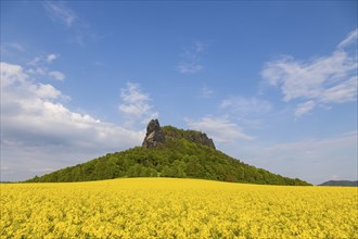 The Lilienstein in a flowering rape field