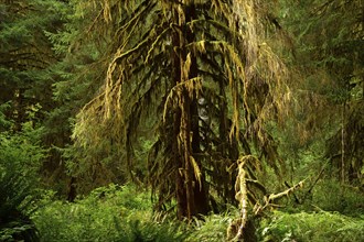 Temperate rainforest, Vancouver Island, British Columbia, Canada, North America