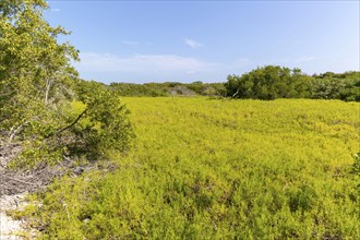 Coastal vegetation wetland area of Isla Mujeres, Caribbean Coast, Cancun, Quintana Roo, Mexico,