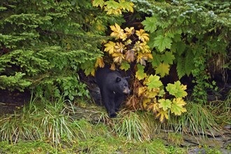 American Black Bear (Ursus americanus) coming out of the forest, rainforest, Prince William Sound,