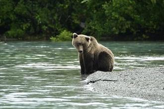 Brown bear (Ursus arctos) sitting on the shore, Lake Clarke National Park, Alaska, USA, North