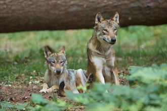 European gray wolf (Canis lupus), two animals in the forest, Germany, Europe