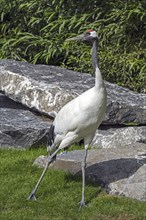 Red-crowned crane (Grus japonensis), Japanese crane, Manchurian crane native to Siberia and