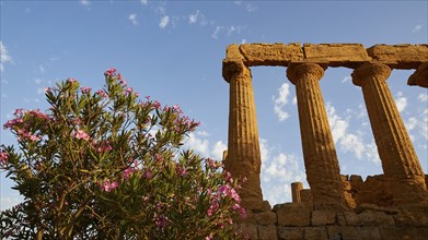 Evening light, row of columns, chapter, entablature, oleander bush, Hera temple, valley of the