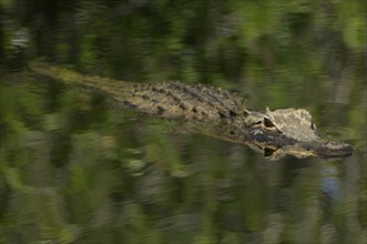 American alligator (Alligator mississippiensis), in a swamp landscape, Everglades National Park,