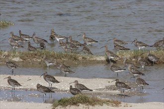 Eurasian curlew (Numenius arquata), resting troop on the mudflats during autumn migration off the