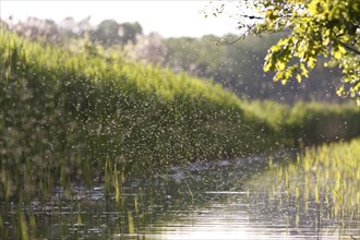 Dancing swarm of mosquitoes against the light, Müritz National Park, Mecklenburg-Vorpommern,