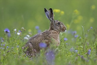 European brown hare (Lepus europaeus) sitting in meadow, grassland among wildflowers in summer