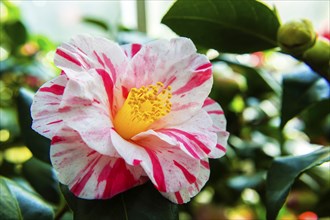 Zuschendorf Country Castle Camellia Show