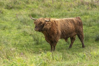 Highland cattle (Bos taurus taurus) on a pasture in the mountains. Bas-Rhin, Collectivite