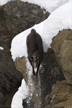 Chamois (Rupicapra rupicapra) coming down sheer rock face in the snow in winter, Gran Paradiso