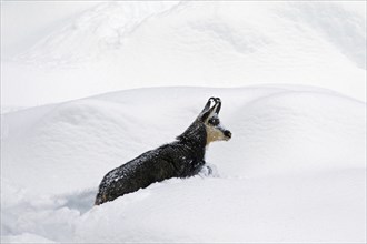 Chamois (Rupicapra rupicapra) foraging in deep powder snow in winter, Gran Paradiso National Park,