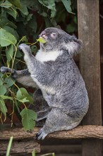 Koala (Phascolarctos cinereus), Lone Pine sanctuary, Brisbane, Queensland, Australia, Oceania