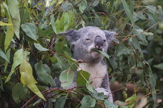 Koala (Phascolarctos cinereus), Lone Pine sanctuary, Brisbane, Queensland, Australia, Oceania