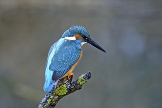 Common kingfisher (Alcedo atthis) sitting on a lichen-covered branch waiting for prey, Hesse,