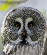 Great Grey Owl (Strix nebulosa), . Scandinavia