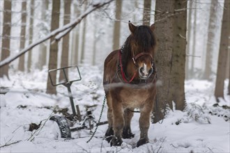 Winter in the Ore Mountains