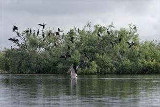 A pelican lands on the water in Lacul Isaccel in front of a colony of cormorants perched on a bush.