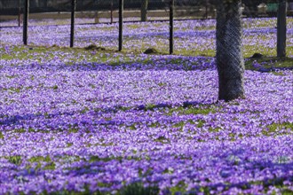 Drebach Crocus Meadows