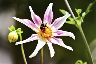 Star dahlia (Dahlia) (Honka Fragilis) from the dahlia family in the backlight, in a garden in