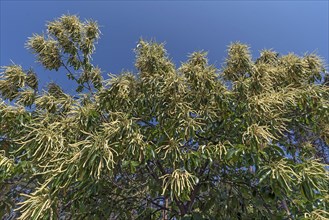 Flowering sweet chestnut (Castanea sativa), blue sky, Bavaria, Germany, Europe