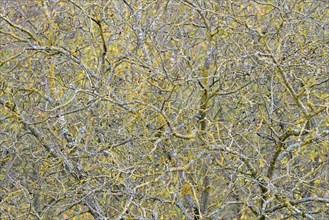 Persian walnut (Juglans regia), tree crown, branches and twigs covered with lichen, Moselle,