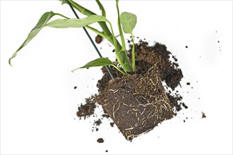 Roots in soil shaped like flower pot of exotic houseplant before repotting on white background