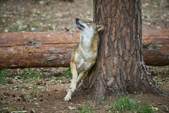 European gray wolf (Canis lupus), scratching on tree in forest, Germany, Europe