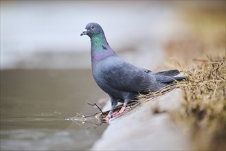 Feral pigeon (Columba livia domestica) standing on the shore of a little pont, Bavaria, Germany